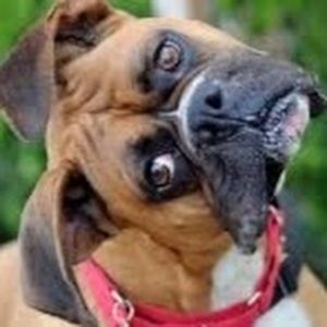 Meet your Posher, Rowan